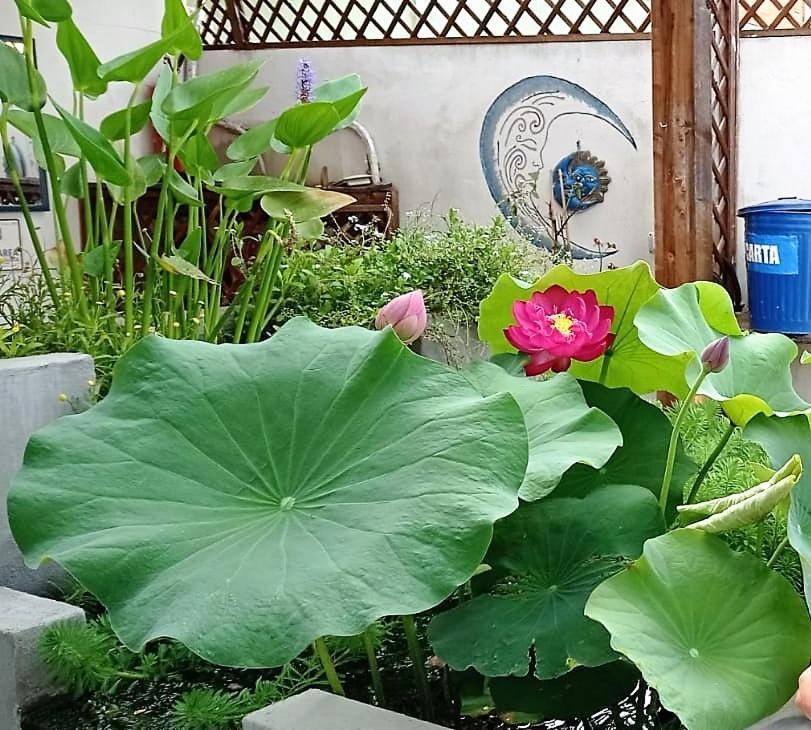 B&B Luna Blu Карбония Экстерьер фото